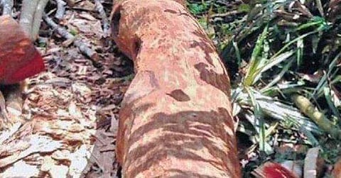 ഫയല്‍ ചിത്രം