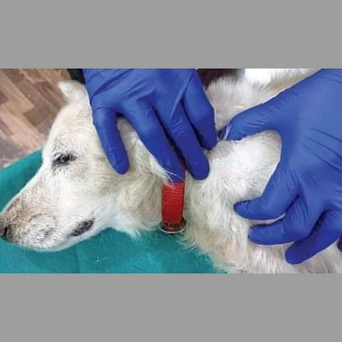dog_cancer