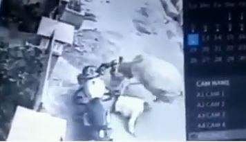 വയോധികനെ പശു ആക്രമിക്കുന്ന ദൃശ്യം