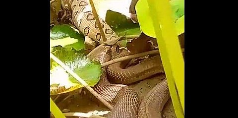 അണലിയെ വിഴുങ്ങുന്ന മൂര്‍ഖന്‍ പാമ്പിന്റെ ദൃശ്യം