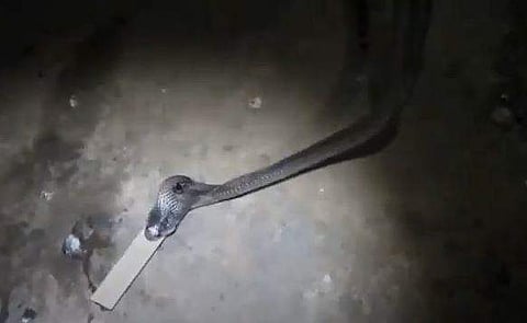 പ്ലാസ്റ്റിക് പൈപ്പ് വിഴുങ്ങുന്ന മൂര്‍ഖന്‍ പാമ്പിന്റെ ദൃശ്യം