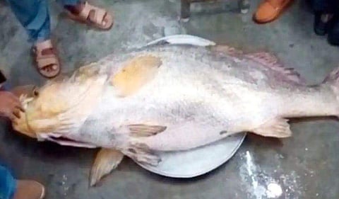 ഫോട്ടോ: ട്വിറ്റർ