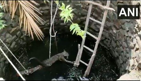 കിണറ്റില്‍ വീണ പുള്ളിപ്പുലി