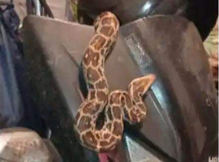 പിടികൂടിയ പാമ്പ്‌