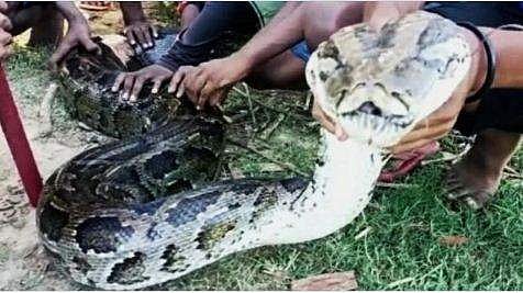 burmese_python