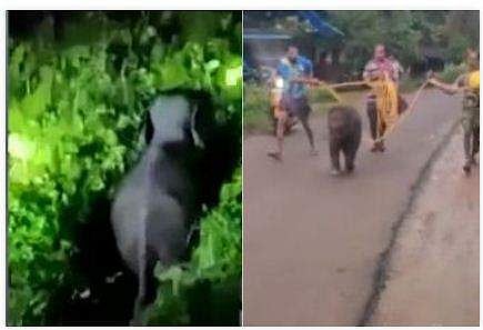 ആനക്കുട്ടിയെ തിരികെ ആനക്കൂട്ടത്തോടൊപ്പം അയക്കുന്നു/ ടിവിദൃശ്യം