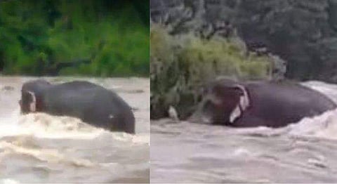 വീഡിയോ ദൃശ്യം