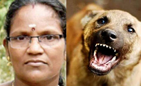 തെരുവുനായ മുഖത്ത് കടിച്ചു, വാക്സിനെടുത്തിട്ടും 53കാരി മരിച്ചു; പേവിഷബാധയേറ്റെന്ന് സംശയം