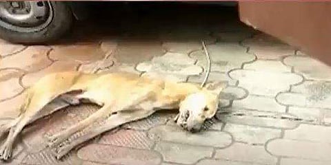 തെരുവുനായയുടെ ദൃശ്യം