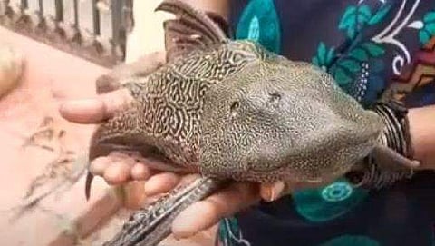 അപൂര്‍വ്വ ഡെവിള്‍ ഫിഷിനെ പിടികൂടിയപ്പോള്‍