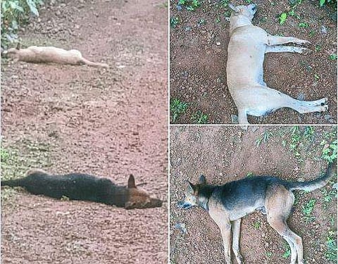 നായകള്‍ കൂട്ടത്തോടെ ചത്ത നിലയില്‍