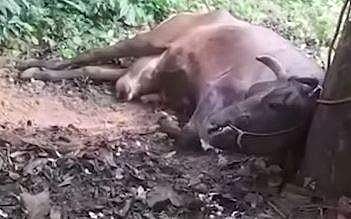 കഴിഞ്ഞദിവസം പേവിഷബാധയേറ്റ് ചത്ത പശുവിന്റെ ദൃശ്യം