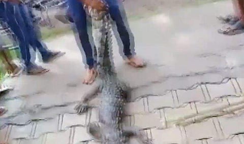 സ്‌കൂളില്‍ കണ്ടെത്തിയ മുതലയെ പിടികൂടുന്ന ദൃശ്യം