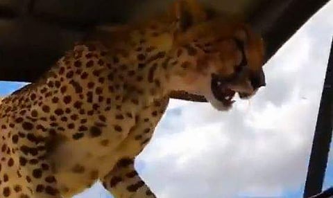 വാഹനത്തിന് മുകളില്‍ കയറിയ ചീറ്റയുടെ ദൃശ്യം