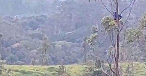 മരത്തിന് മുകളില്‍ കയറി ഇരിക്കുന്ന കര്‍ഷകന്‍