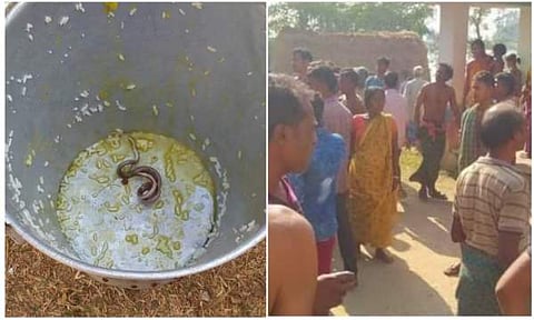 സ്കൂളിൽ നൽകിയ ഭക്ഷണത്തിൽ പാമ്പ്