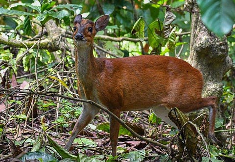 പ്രതീകാത്മക ചിത്രം