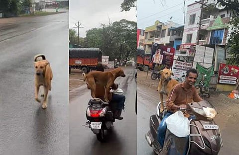 ലിഫ്‌റ്റ് ചോദിച്ച് നായ/ ഇൻസ്റ്റ​ഗ്രാം വിഡിയോ സ്ക്രീൻഷോട്ട്