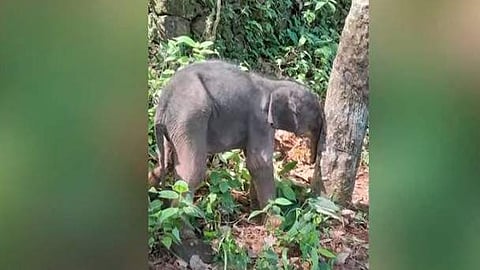 കൃഷിത്തോട്ടത്തില്‍ കണ്ടെത്തിയ കുട്ടിയാന