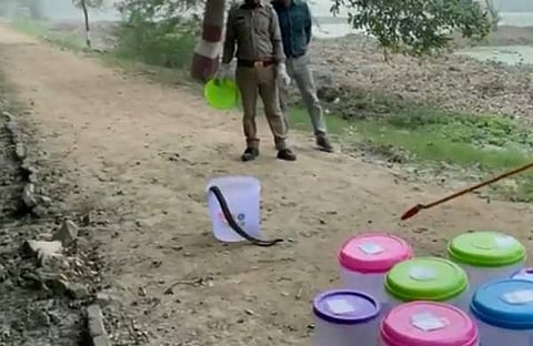 പിടികൂടിയ പാമ്പുകളെ കാട്ടില്‍ തുറന്നുവിടുന്നു, എഎന്‍ഐ