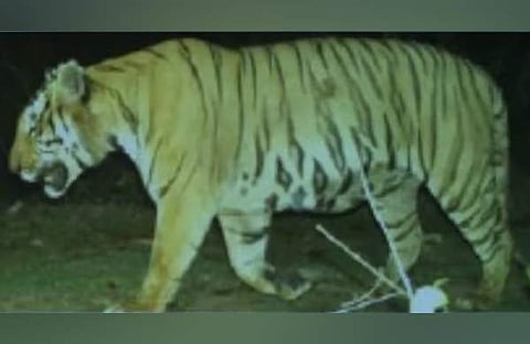 നരഭോജി കടുവ