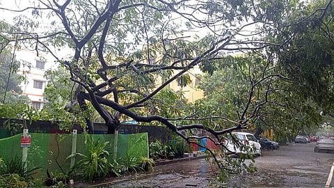 കനത്ത മഴയില്‍ കടപുഴകി റോഡില്‍ വീണ മരം/  മോഹന്‍ ന്യൂ ഇന്ത്യന്‍ എക്‌സ്പ്രസ്