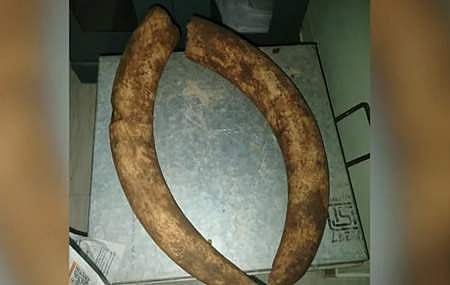 പിടികൂടിയ ആനക്കൊമ്പ്‌