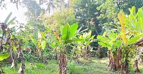 യുവാവിനെ മരിച്ചനിലയില്‍ കണ്ടെത്തിയ പെരുമ്പാവൂരിലെ വാഴത്തോട്ടം, സ്‌ക്രീന്‍ഷോട്ട്‌