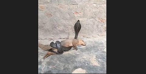 കീരിയെ മൂര്‍ഖന്‍ ചുറ്റിവരിഞ്ഞ നിലയില്‍