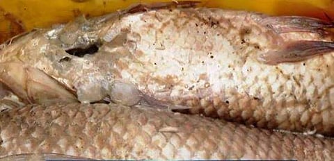 കൊച്ചിയില്‍ പിടികൂടിയ പഴകിയ മീനുകള്‍