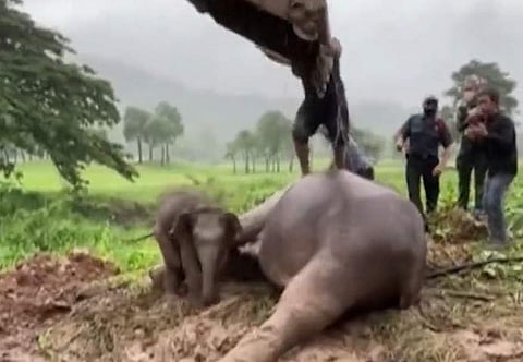 ഓടയില്‍ വീണ കുട്ടിയാനയെയും അമ്മയാനെയും രക്ഷിച്ചപ്പോള്‍, സ്‌ക്രീന്‍ഷോട്ട്‌