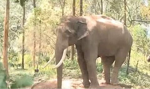 അരിക്കൊമ്പൻ/ ഫയല്‍ ചിത്രം