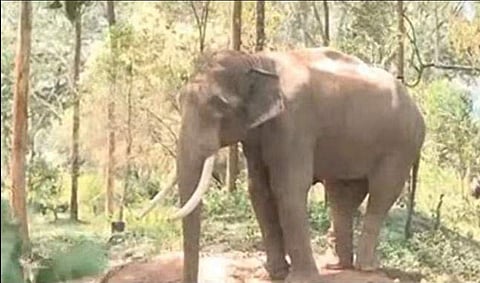 അരിക്കൊമ്പൻ/ ഫയല്‍ ചിത്രം