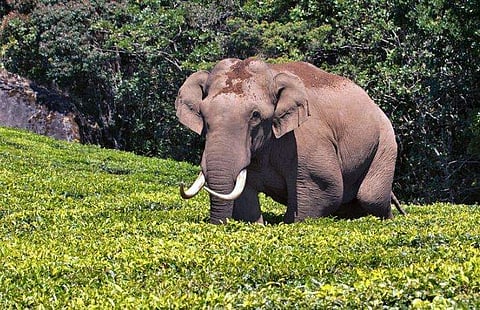 കാട്ടുകൊമ്പൻ 'പടയപ്പ', ഫയല്‍ ചിത്രം