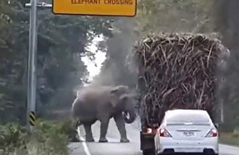 ലോറി തടഞ്ഞു നിർത്തി ആന/  ചിത്രം ട്വിറ്റർ