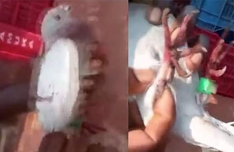 കാലിൽ ക്യാമറയുമായി കണ്ടെത്തിയ സ്പൈ പ്രാവ്/ വിഡിയോ സ്ക്രീൻഷോട്ട്