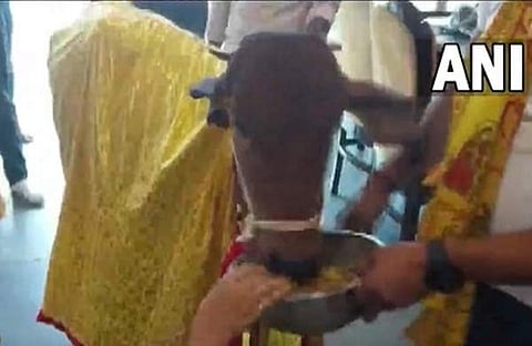 റെസ്റ്ററന്റ്  ഉദ്ഘാടനത്തിനെത്തിയ പശു/ വീഡിയോ ദൃശ്യം