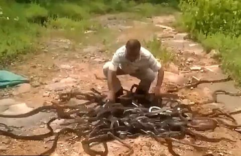 പാമ്പുകളെ ചാക്കില്‍ നിന്ന് തുറന്നുവിടുന്ന ദൃശ്യം