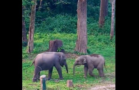 കുട്ടിയാനകള്‍ അടിപിടി കൂടുന്ന ദൃശ്യങ്ങള്‍