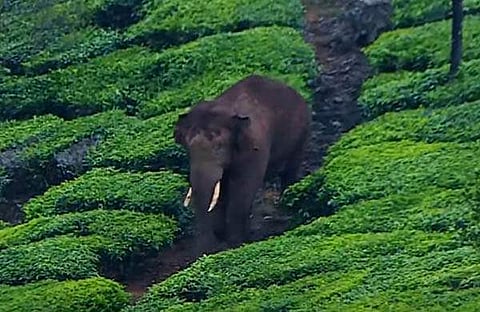 അരിക്കൊമ്പന്‍/ ഫയല്‍