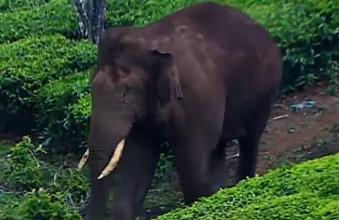 അരിക്കൊമ്പൻ, സ്ക്രീൻഷോട്ട്