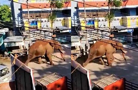 അരിക്കൊമ്പന്‍ കമ്പം പട്ടണത്തില്‍/വിഡിയോ ദൃശ്യം
