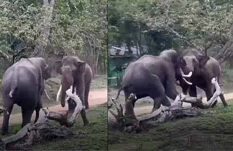 പരസ്പരം കൊമ്പു കോർത്ത് കാട്ടാനകൾ/ ചിത്രം ട്വിറ്റർ വിഡിയോ സ്ക്രീൻഷോട്ട്