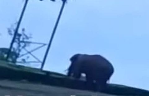 അരിക്കൊമ്പന്‍ ജനവാസകേന്ദ്രത്തിന് അരികില്‍, സ്‌ക്രീന്‍ഷോട്ട്‌