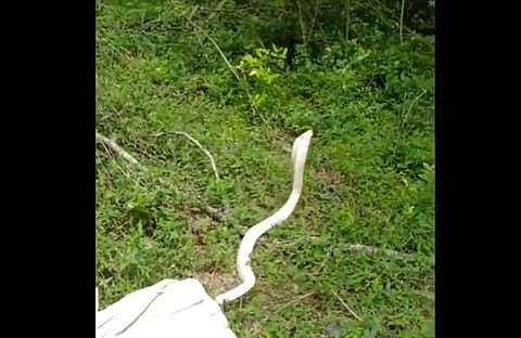 കോയമ്പത്തൂരില്‍ വെള്ള മൂര്‍ഖനെ കണ്ടെത്തിയപ്പോള്‍, സ്‌ക്രീന്‍ഷോട്ട്