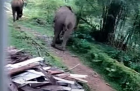 പീരുമേട് ജനവാസമേഖലയില്‍ ഇറങ്ങിയ കാട്ടാനക്കൂട്ടം