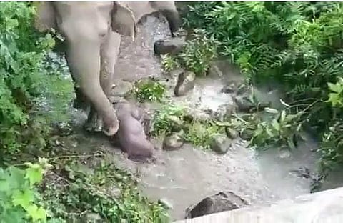 കുട്ടിയാനയ്ക്ക് അരികില്‍ അമ്മയാന നില്‍ക്കുന്ന ദൃശ്യം