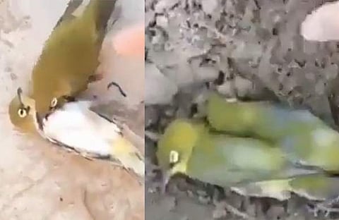 നൊമ്പരക്കാഴ്‌ചയായി കിളികൾ/ ട്വിറ്റർ