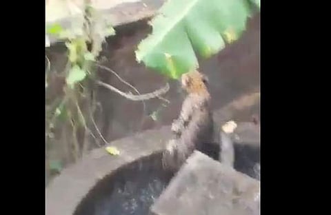കിണറ്റില്‍ നിന്ന് പുറത്തേയ്ക്ക് വരുന്ന പുലിയുടെ ദൃശ്യം