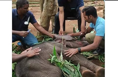 കുട്ടിയാനയെ പരിപാലിക്കുന്ന ദൃശ്യം, സ്‌ക്രീന്‍ഷോട്ട്